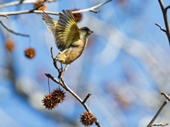 アメリカフウに来たカワラヒワ