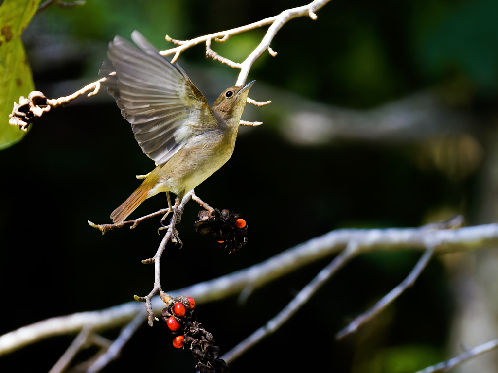 キビタキ♀の飛び出し