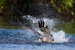 ミサゴの着水