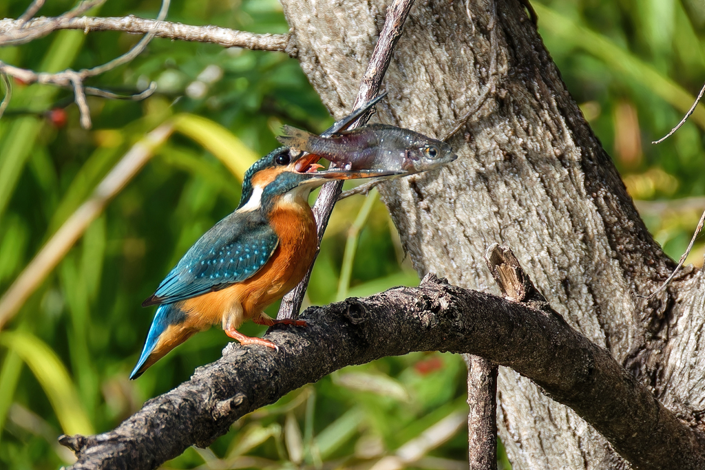 カワセミの捕獲③