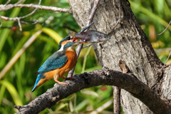 カワセミの捕獲③