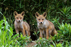 巣穴から出て来た子ギツネ達