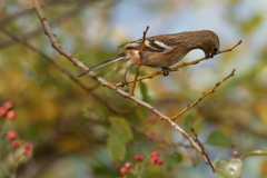 新芽を食べるベニマシコ♀