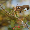 新芽を食べるベニマシコ♀