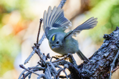 ドイツトウヒにキクイタダキ