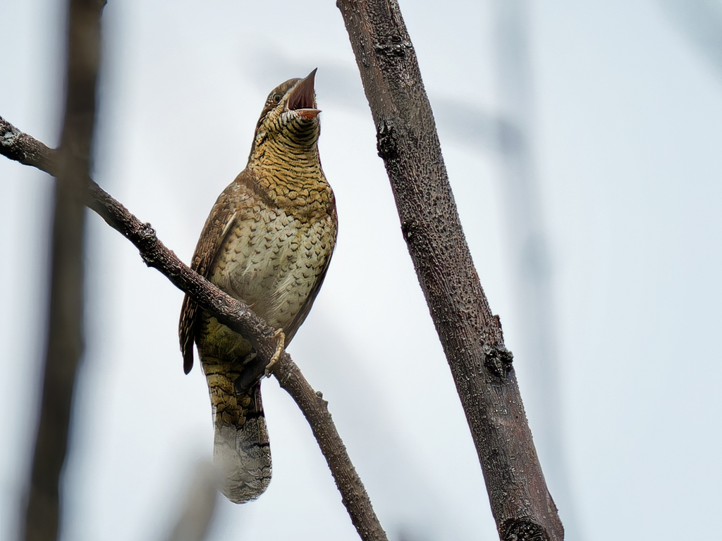 鳴いているアリスイ