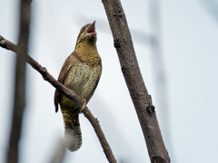 鳴いているアリスイ