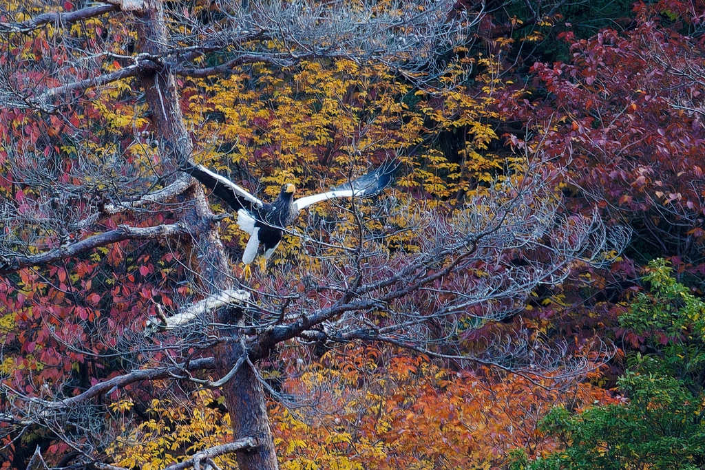 大鷲の飛び出し