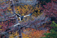 大鷲の飛び出し