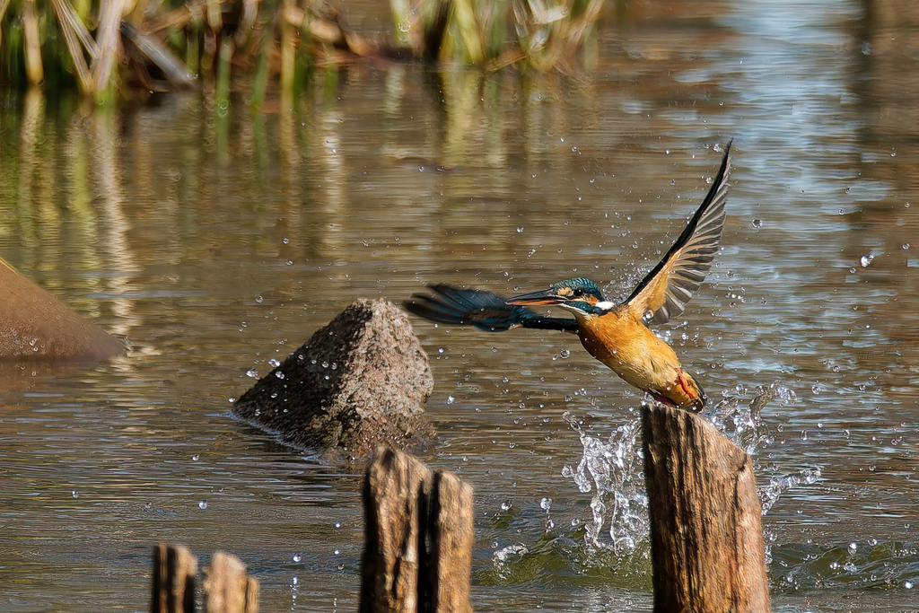 カワセミの離水