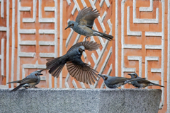 ヒヨドリの水場の争い①