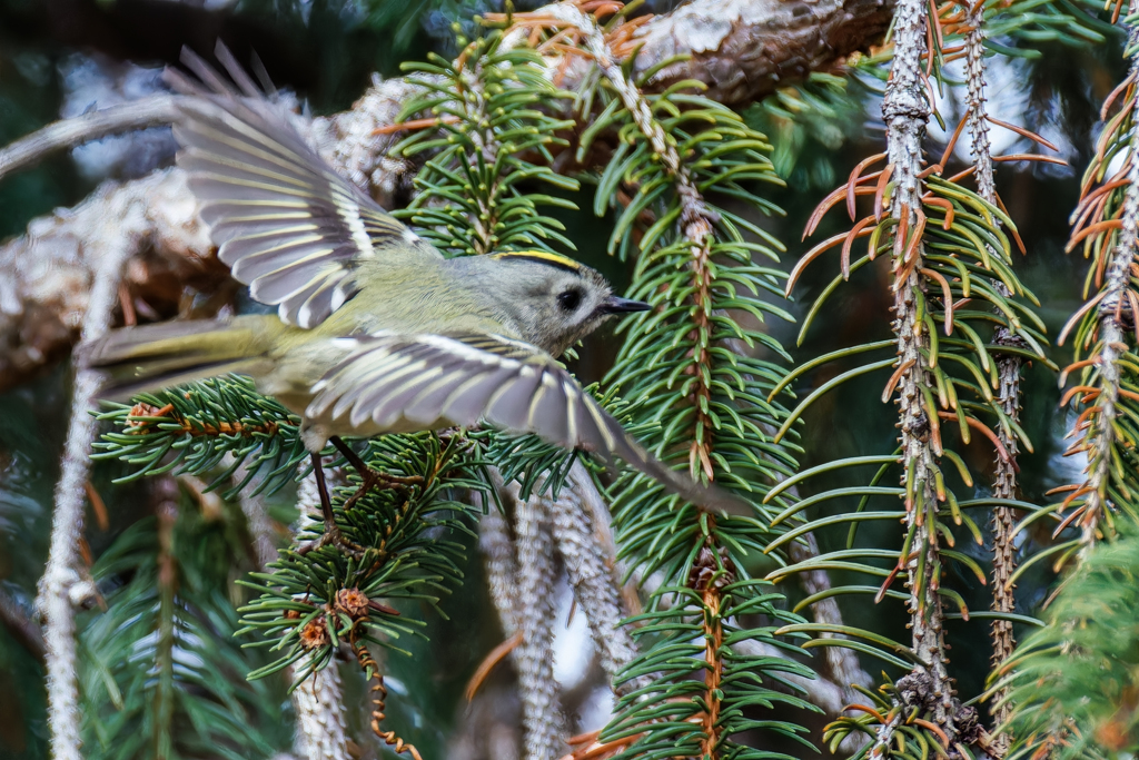 ドイツトウヒにキクイタダキ②