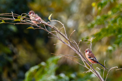 ベニマシコ♂W①