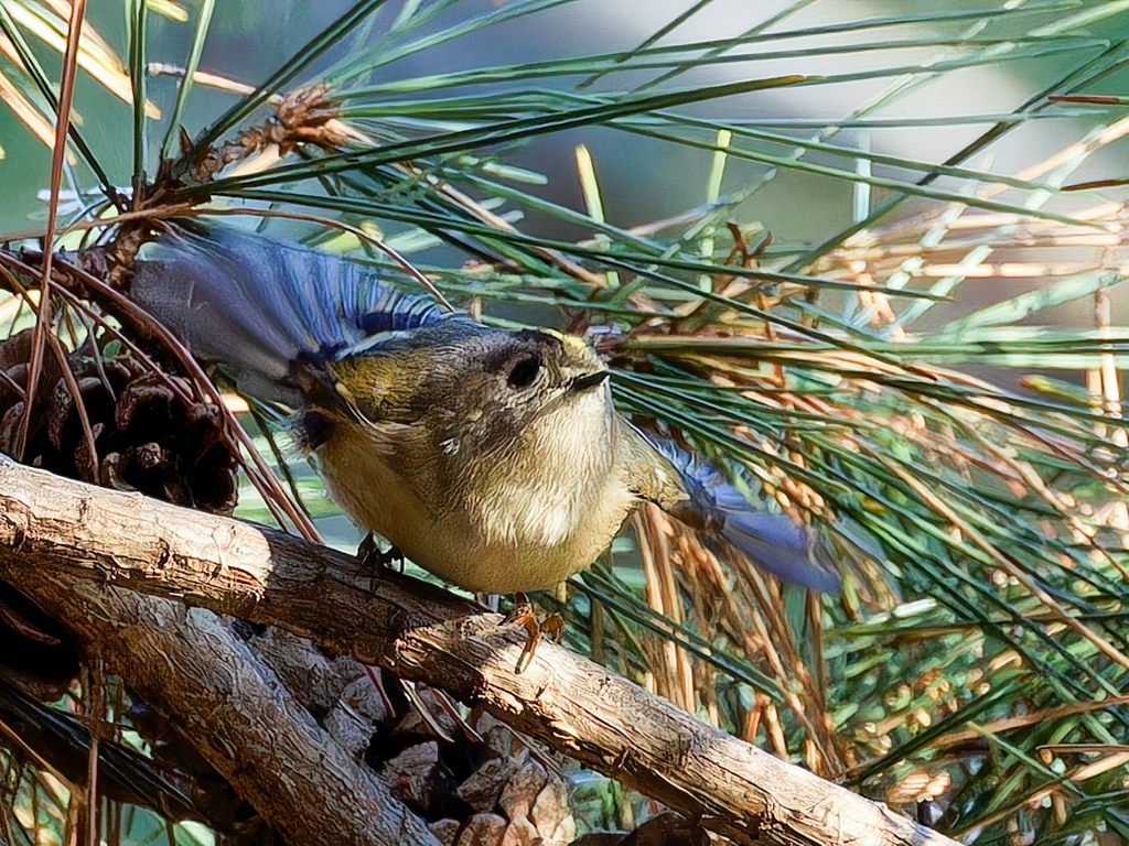 さぁーこれから飛ぶぞー！