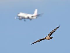 旅客機と共に