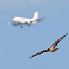 旅客機と共に