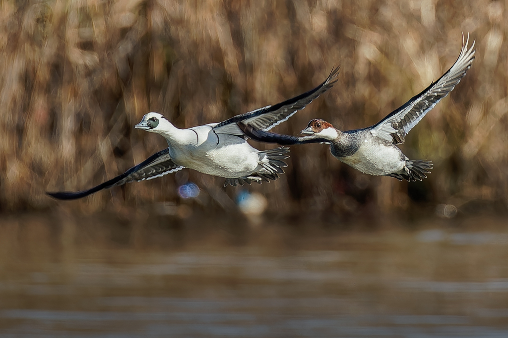 飛翔姿もシンクロ②