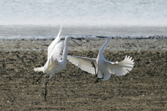 コサギのバトル②