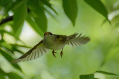 ムシクイの飛び出し