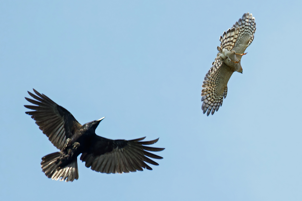 カラスに絡まれるハイタカ
