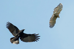 カラスに絡まれるハイタカ