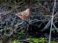 水辺のベニマシコ