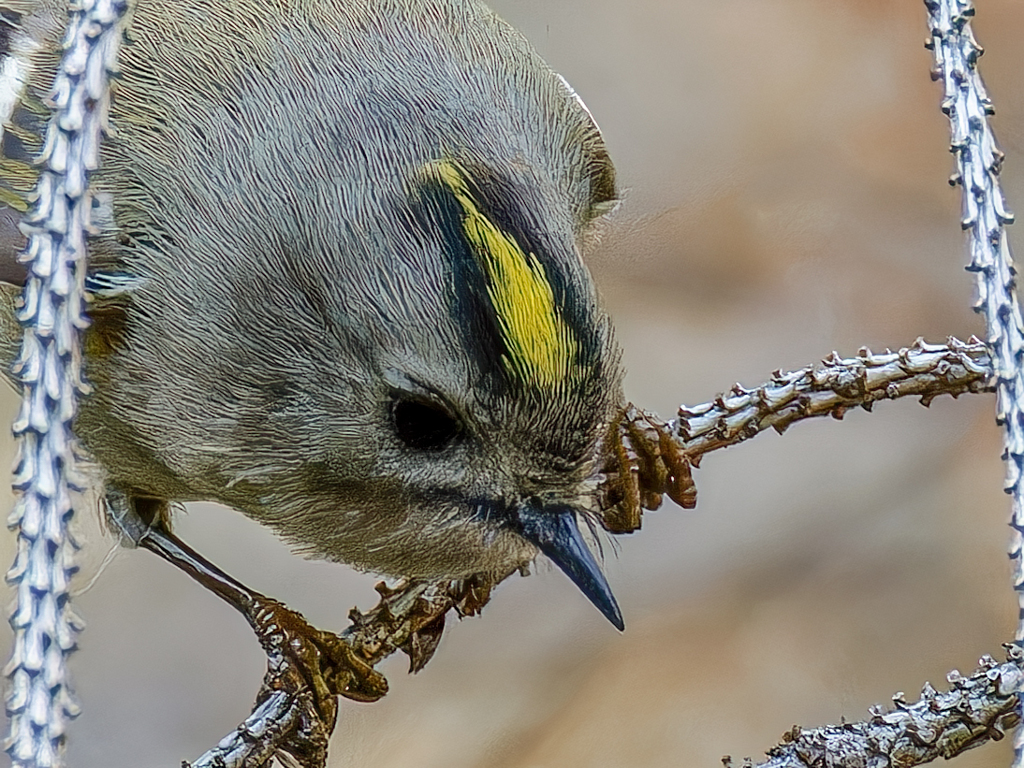 菊ちゃん大アップ