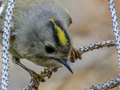 菊ちゃん大アップ