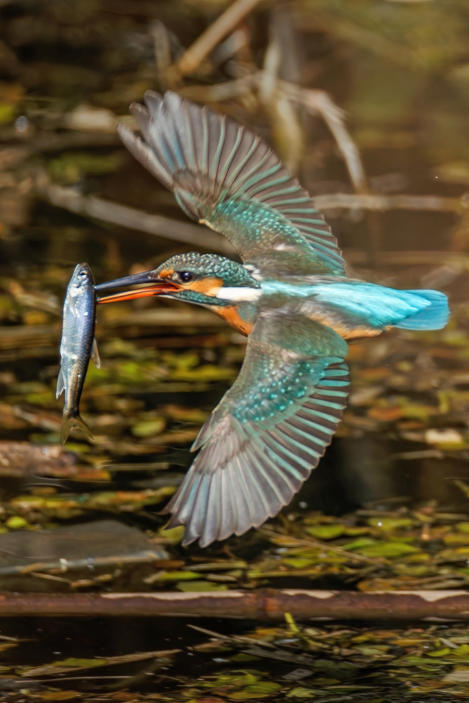 カワセミの捕獲