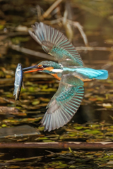 カワセミの捕獲