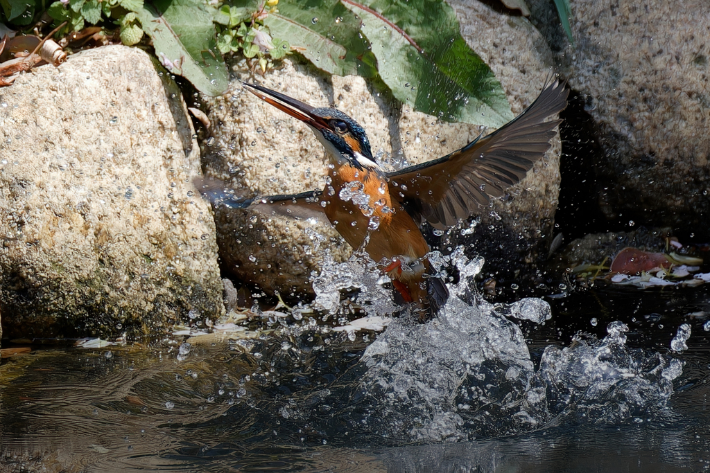 カワセミの水面飛び出し