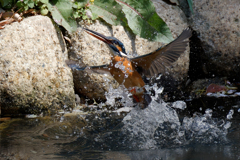 カワセミの水面飛び出し
