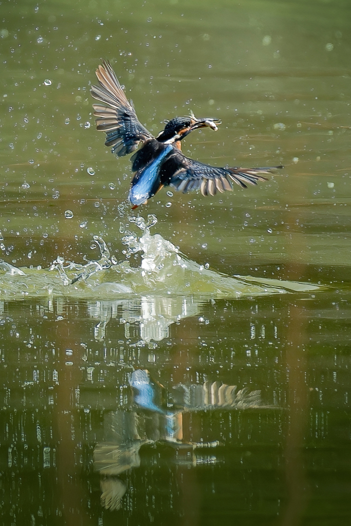 カワセミの漁