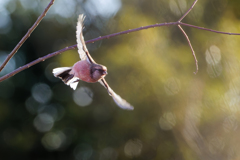 逆光のベニマシコ