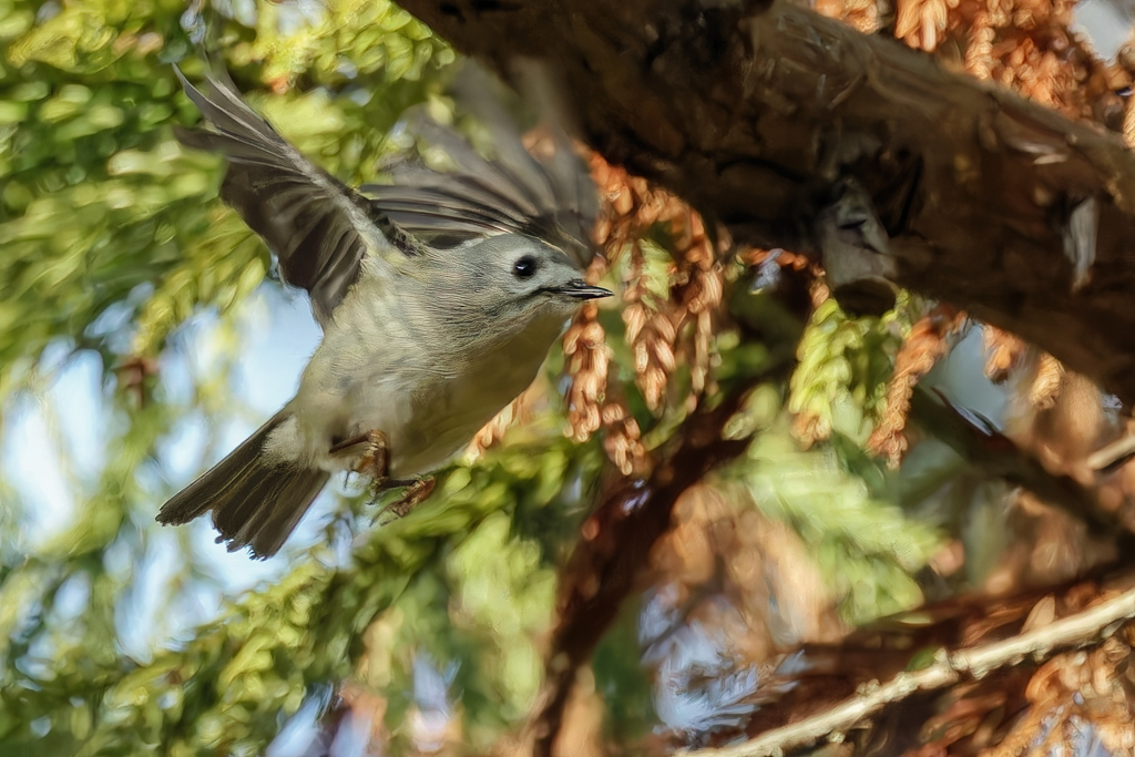 キクイタダキ⑤