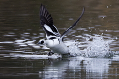 ミコアイサの離水