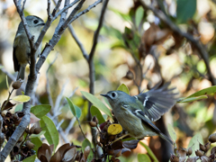 パカーンを期待したが、、、②