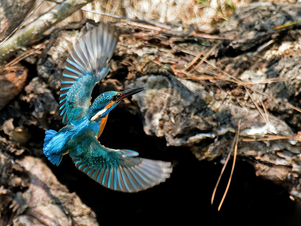 カワセミの飛着き