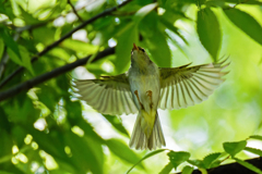 ムシクイの飛着き②