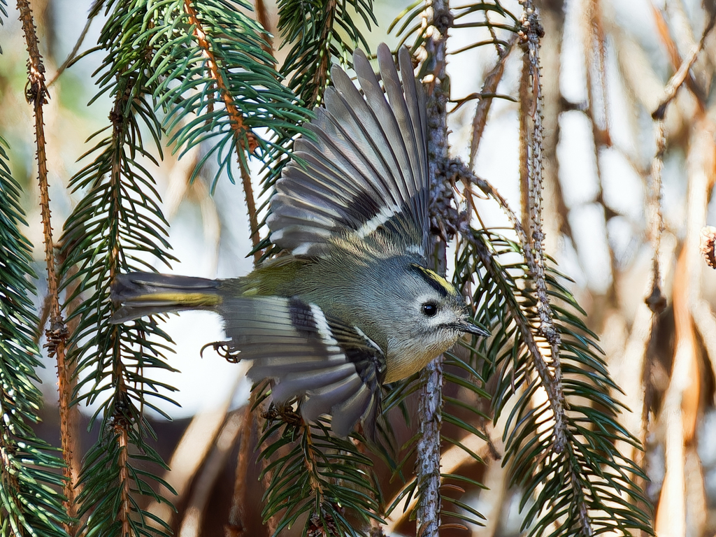 菊ちゃんの飛び出し①