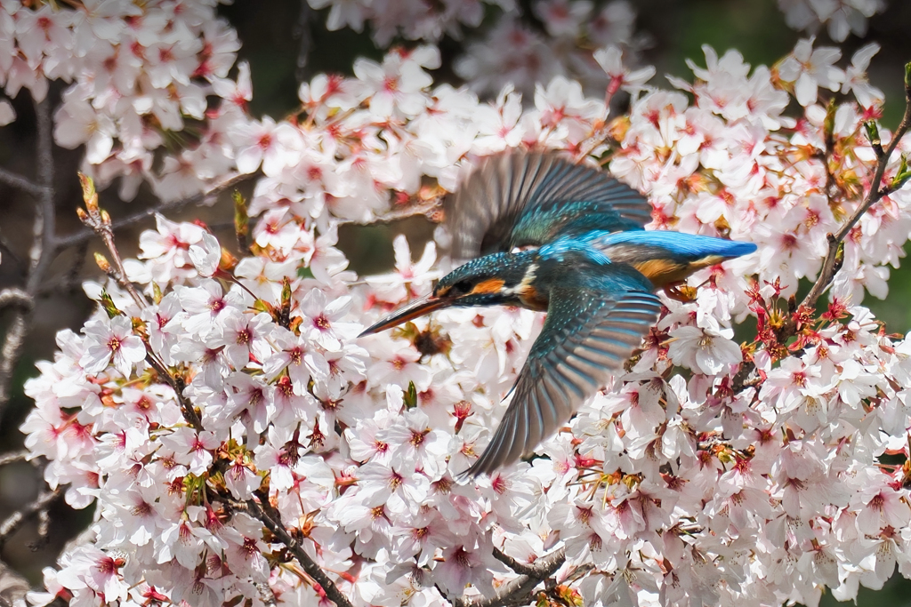 桜カワセミ