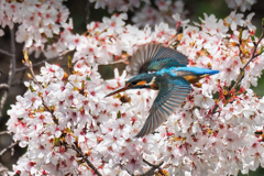 桜カワセミ