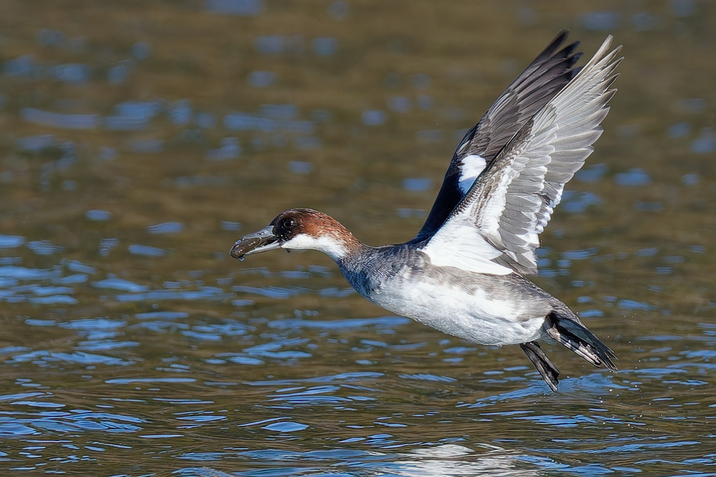 ドンコを捕ったミコアイサ♀