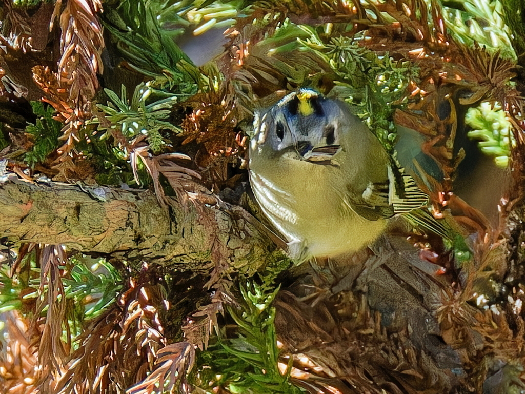 蛾を咥えた菊ちゃん