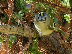 蛾を咥えた菊ちゃん
