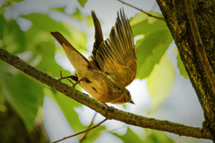 オオルリ♀の飛び出し