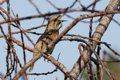 被りの中で鳴いているアリスイ