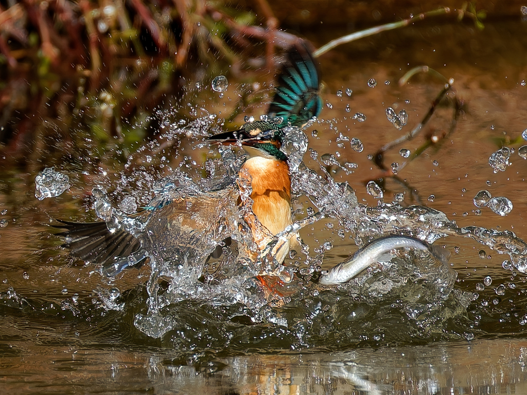 捕り逃がしたカワセミ