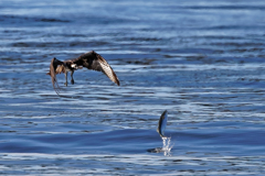 飛び跳ねた魚を狙う③