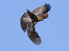 ハイタカin ハイタカ